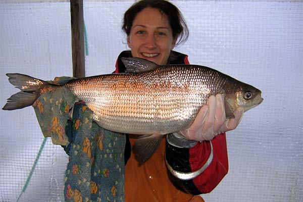 Как ловить рыбу сыром