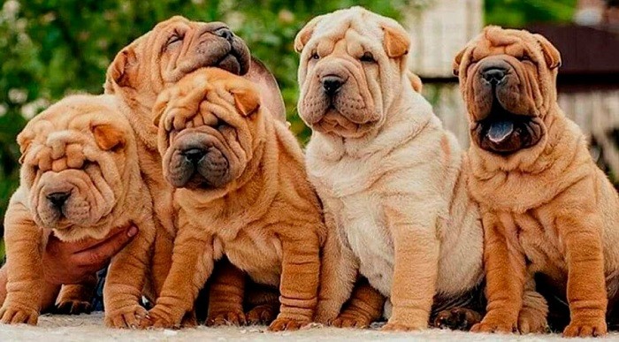 Шарпей китайский