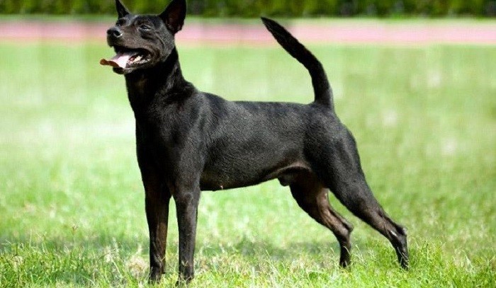 Тайваньская собака