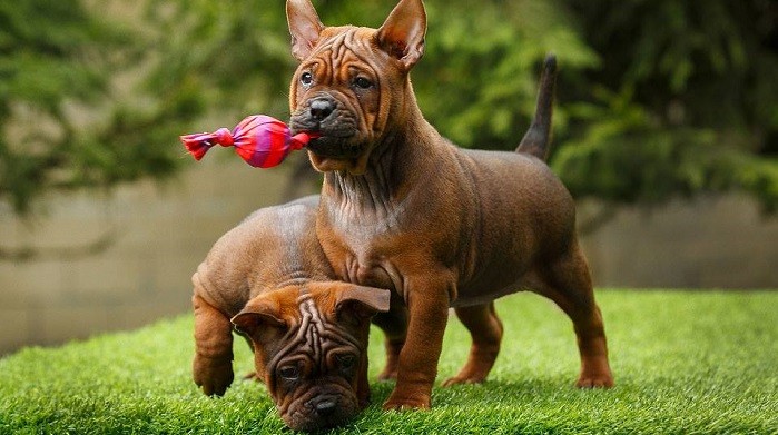 китайский бульдог