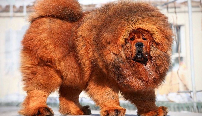 Тибетский мастиф