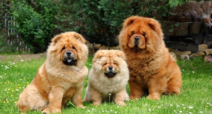 Собаки породы Чао Чао