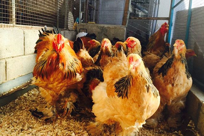 Куры в курятнике