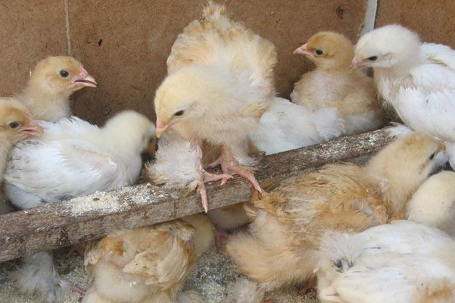 Цыплята породы брама