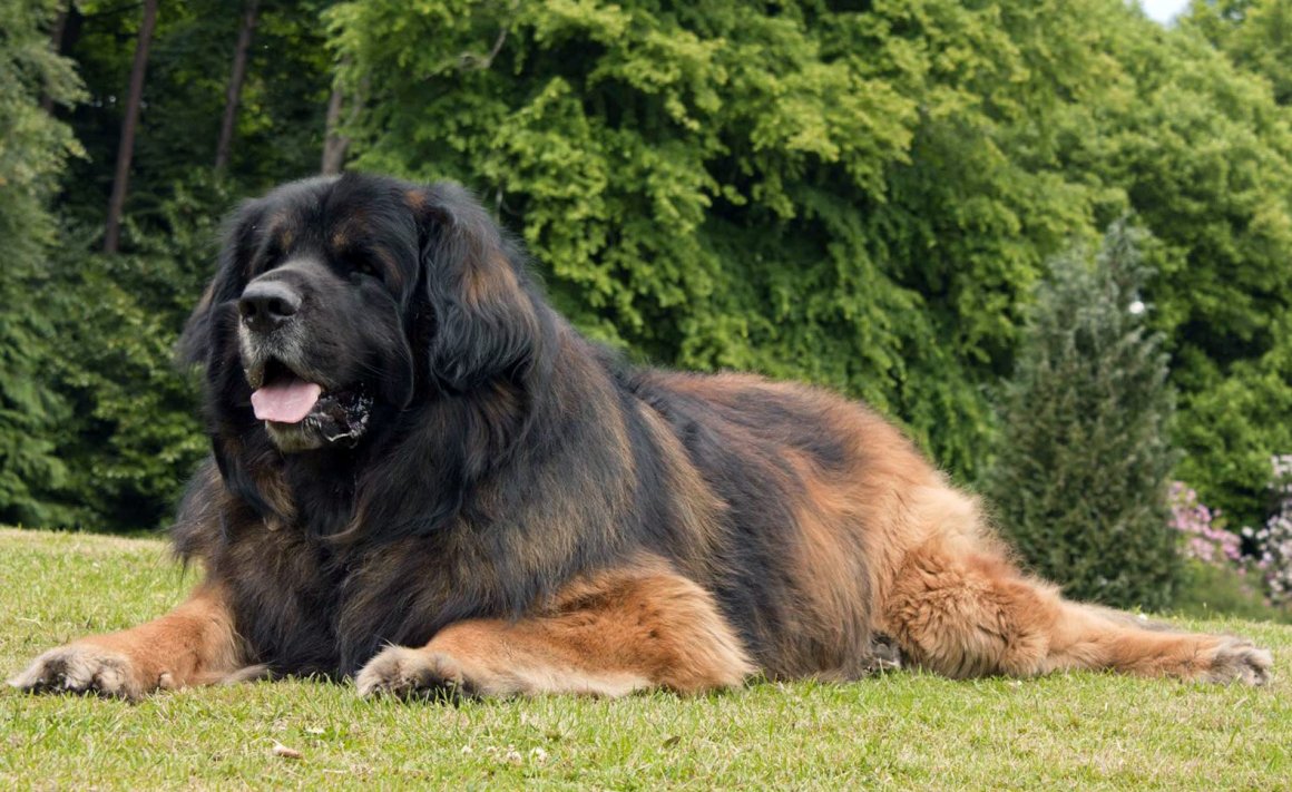 ТОП-12 cобак, похожих на львов (12 фото): подборка пород с львиной гривой