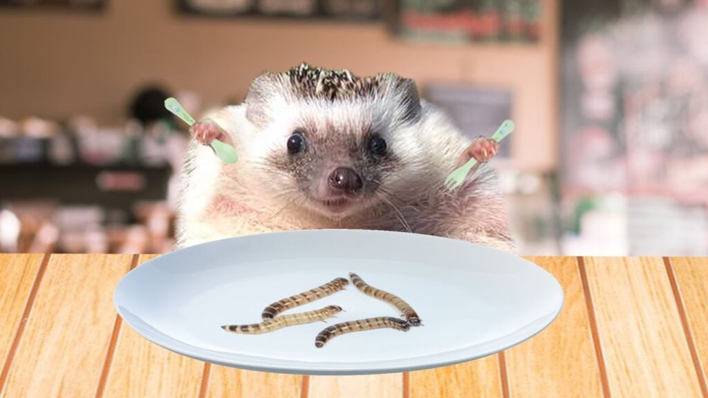 Чем и как кормить ежика