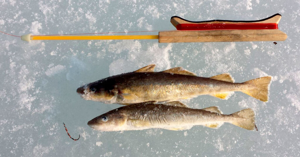 Takle for safrantorsk