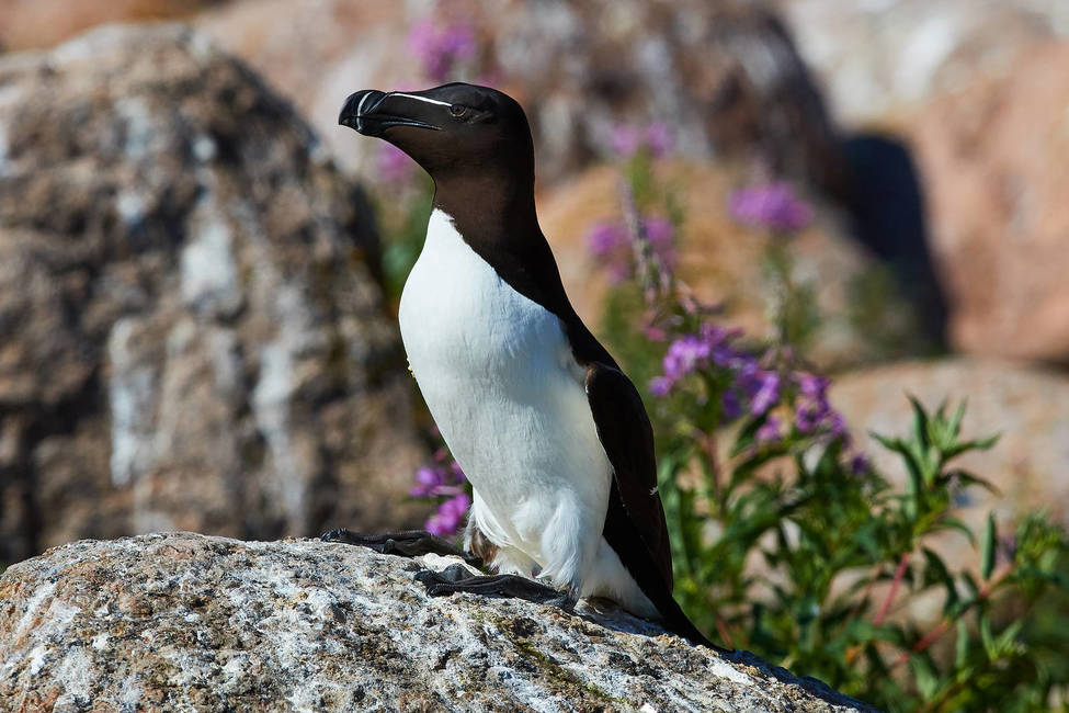 Гагарка описание птицы, особенности, виды, образ жизни