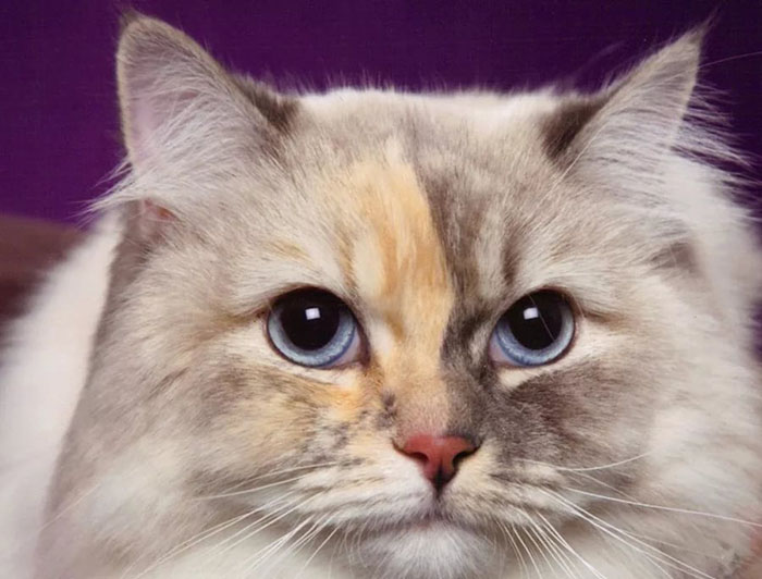 Порода кошек рагамаффин: стандарт, особенности ухода