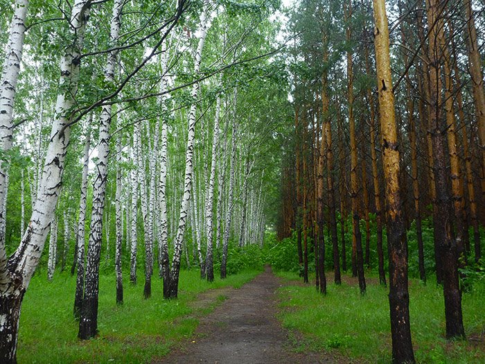 Новосибирский дендрарий, Новосибирская область
