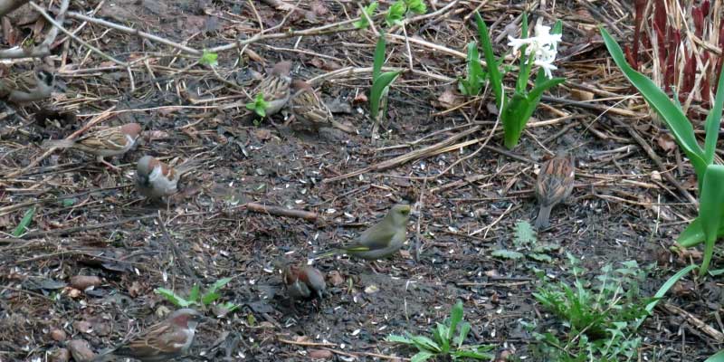 Птица зеленушка обыкновенная: описание, где обитает, чем питается, подвиды, интересные факты