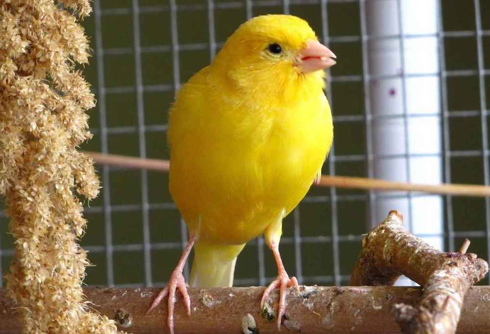 Канарейка в домашних условиях: плюсы и минусы