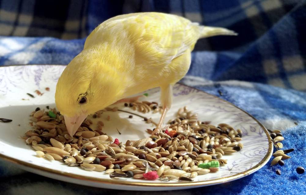 Питание и уход