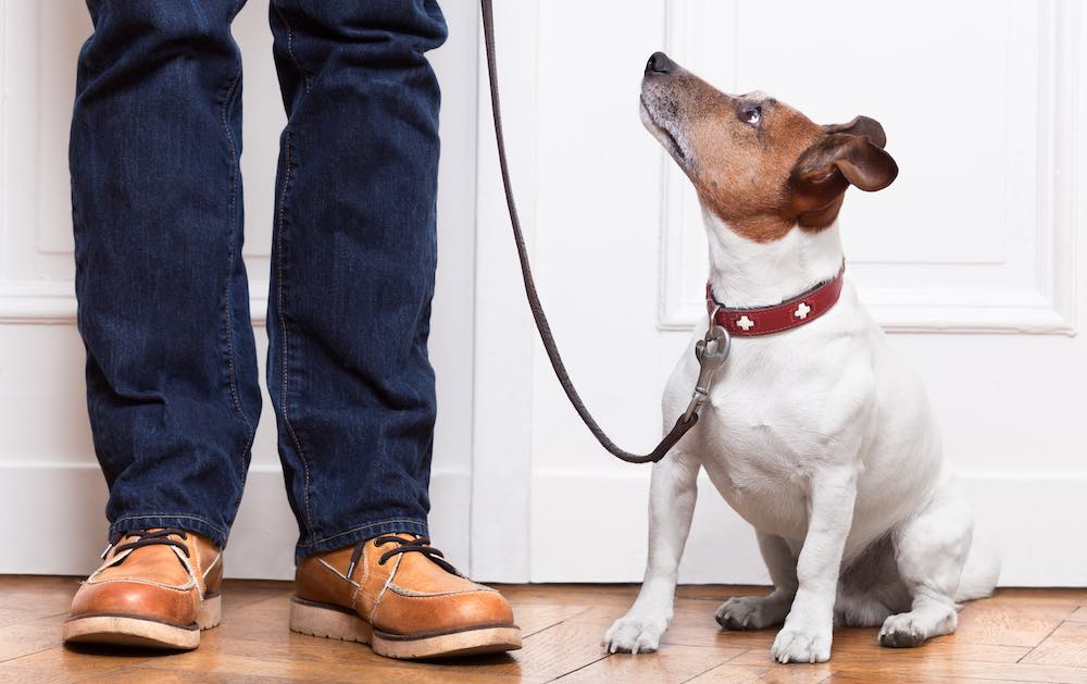 Почему нельзя заводить джек-расселов в квартире