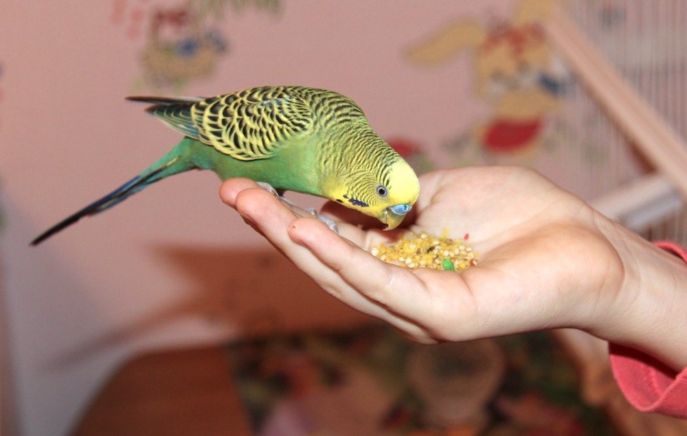 Чем кормить собаку дома