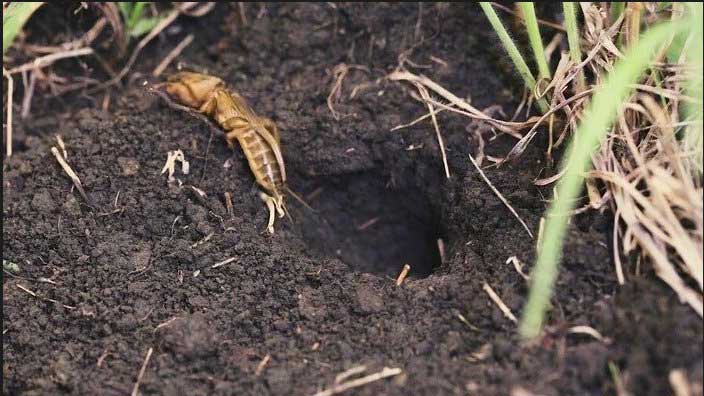 Медведка: все самое интересное о повадках, внешнем виде