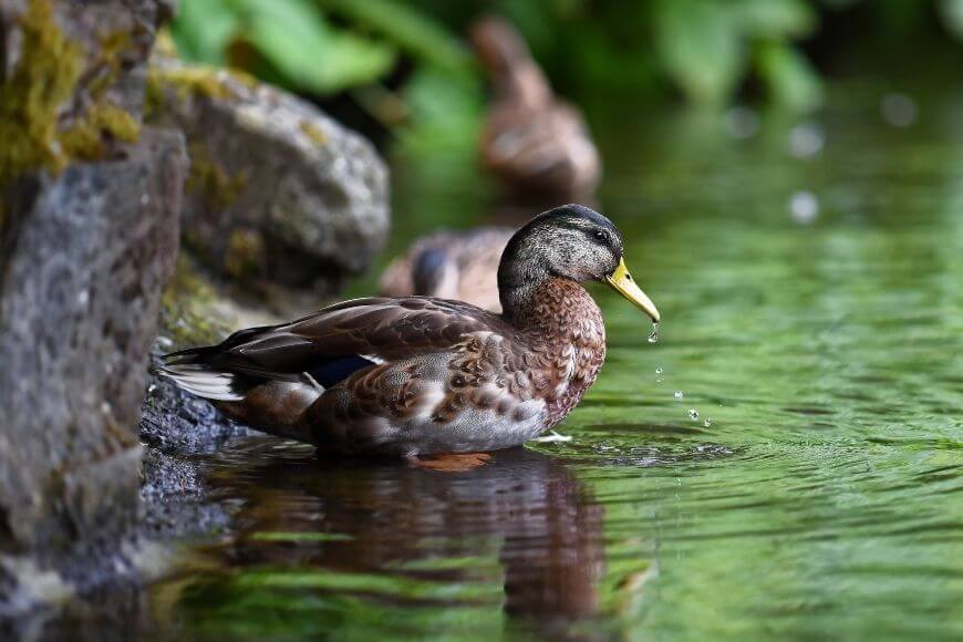 Синяя утка у воды