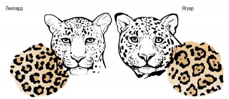 Ягуар, лев и еще 7 удивительных животных, созданных человеком