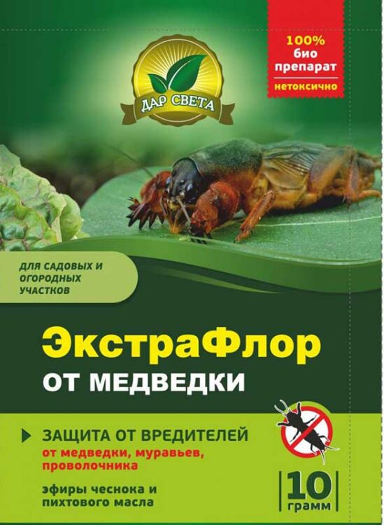Медведка: все самое интересное о повадках, внешнем виде