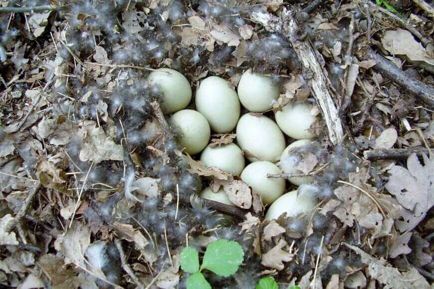 Гнездо кряквы