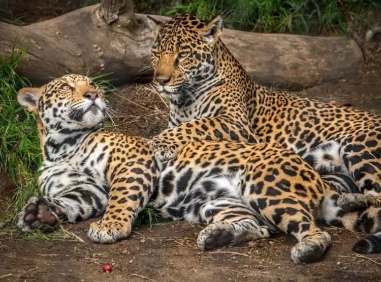 Ягуар, лев и еще 7 удивительных животных, созданных человеком