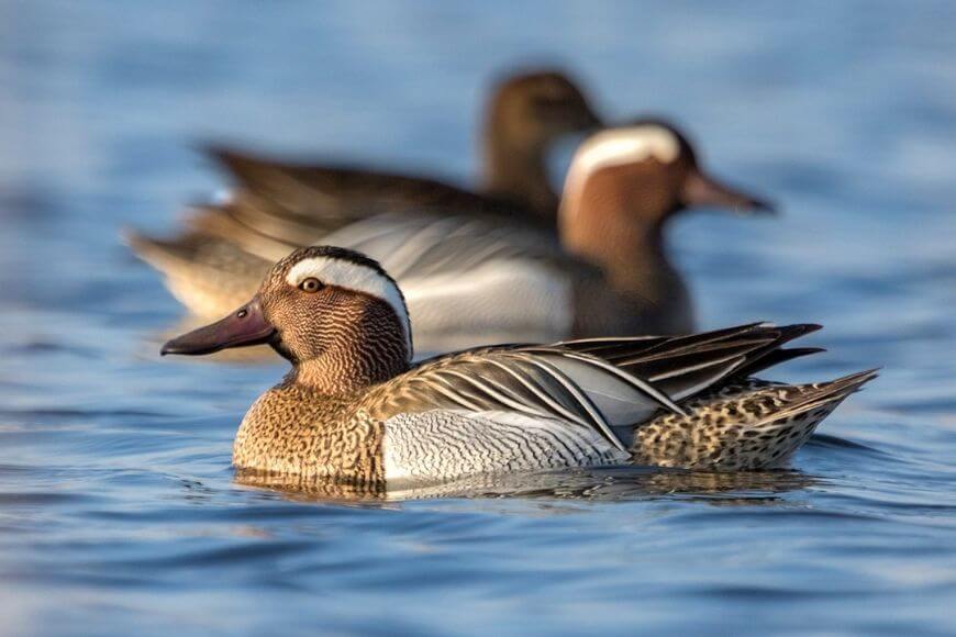 Сине-зеленые утки на воде