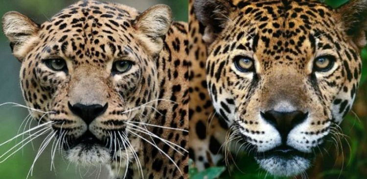 Ягуар, лев и еще 7 удивительных животных, созданных человеком