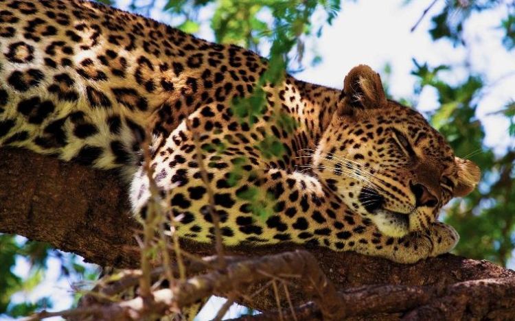 Ягуар, лев и еще 7 удивительных животных, созданных человеком