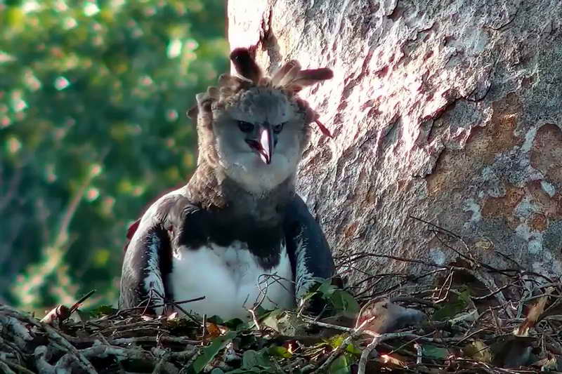 Южноамериканский орел гарпия