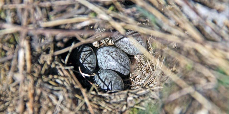 Лесной конек - совсем не лошадка, а кто же это?