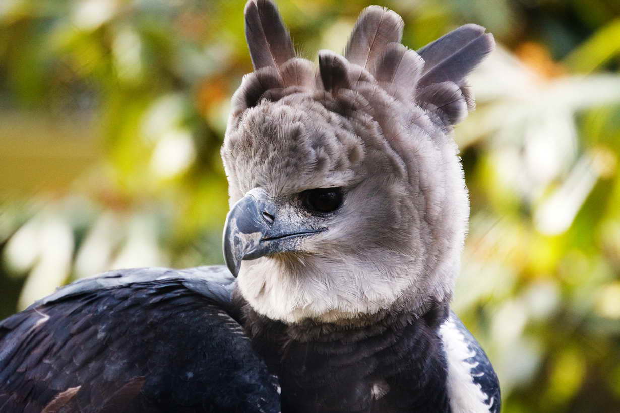 Голова гарпии