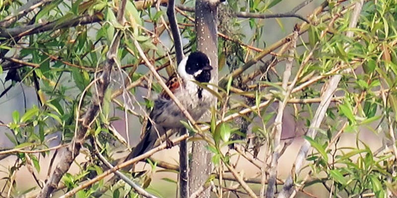 Обыкновенная овсянка: описание самца и самки, особенности питания и пения