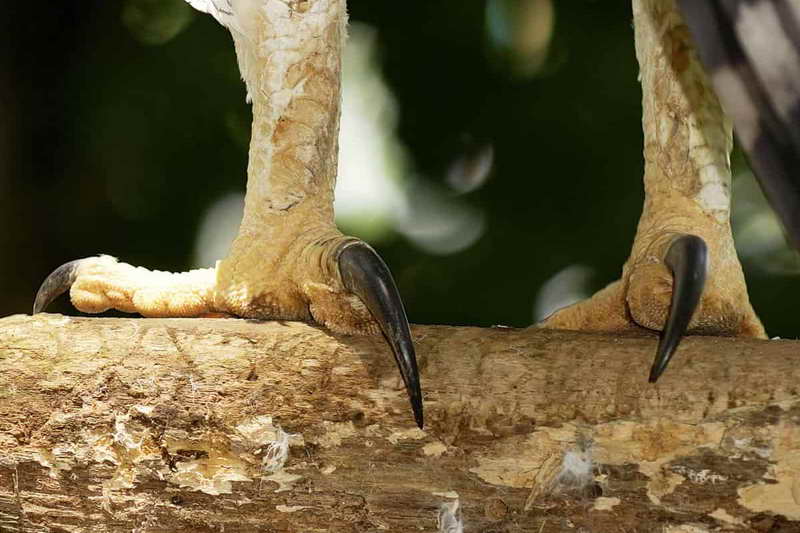 Когти орла гарпии