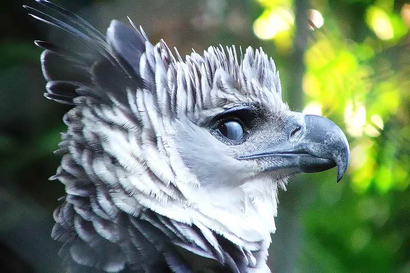 Взгляд орла