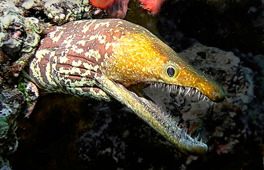 Рыба мурена