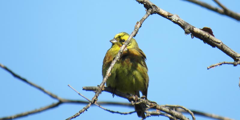 Самец воробья