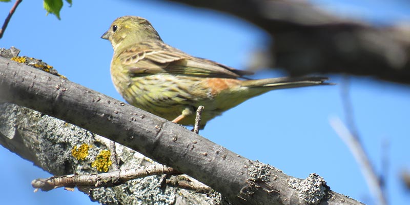 Женский наконечник