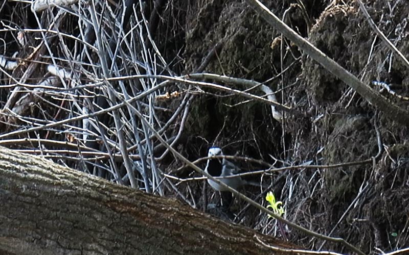 Трясогузка - описание птицы, особенности, виды, образ жизни