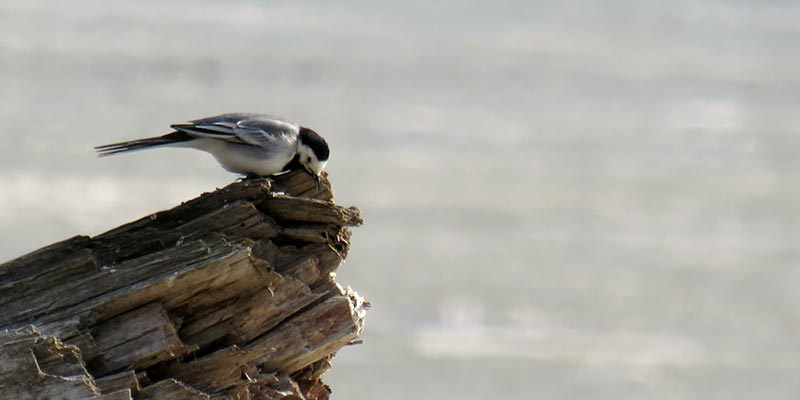 Трясогузка - описание птицы, особенности, виды, образ жизни