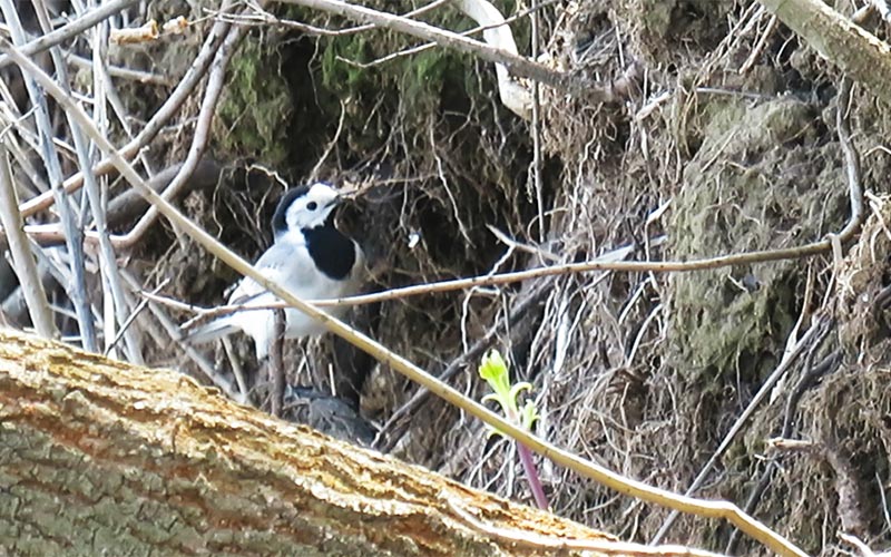 Трясогузка - описание птицы, особенности, виды, образ жизни