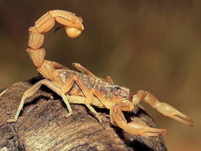 Три скорпиона Три скорпиона