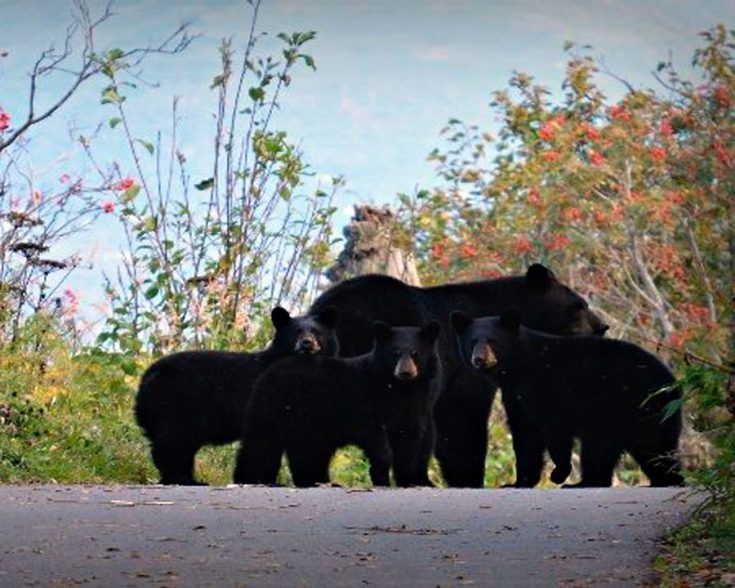 Черный медведь (барибал) из Америки - фото, что ест, где обитает