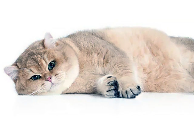 Золотая британская шиншилла: описание шиншилловых британцев, характер золотистых кошек и котов