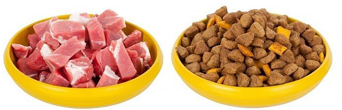 Золотая британская шиншилла: описание шиншилловых британцев, характер золотистых кошек и котов