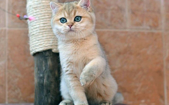 Золотая британская шиншилла: описание шиншилловых британцев, характер золотистых кошек и котов