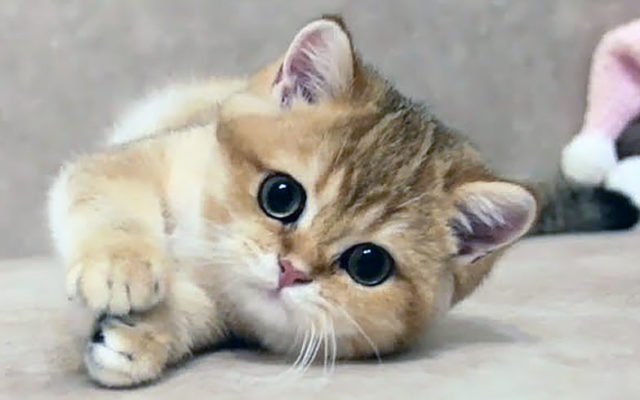 Золотая британская шиншилла: описание шиншилловых британцев, характер золотистых кошек и котов