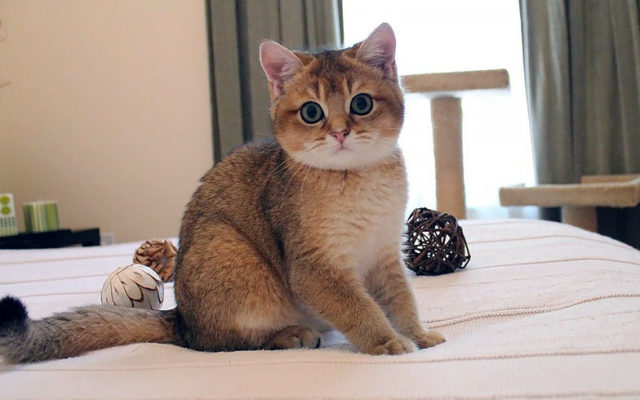 Золотая британская шиншилла: описание шиншилловых британцев, характер золотистых кошек и котов