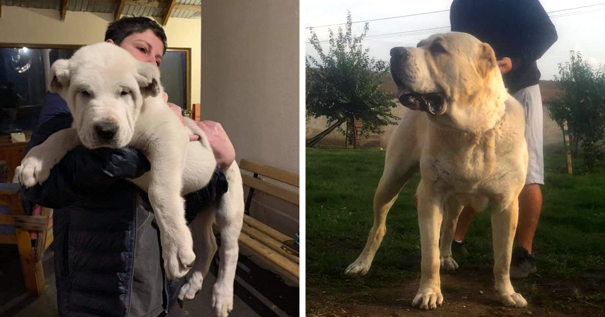 Английский мастиф: характеристика породы, рост и вес, а также как выглядит самый большой королевский питомец