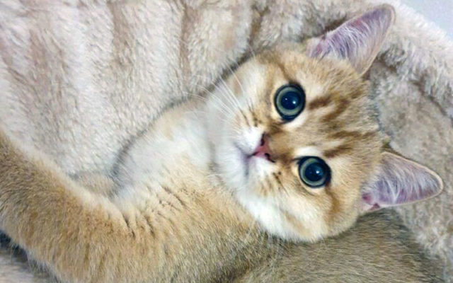 Золотая британская шиншилла: описание шиншилловых британцев, характер золотистых кошек и котов