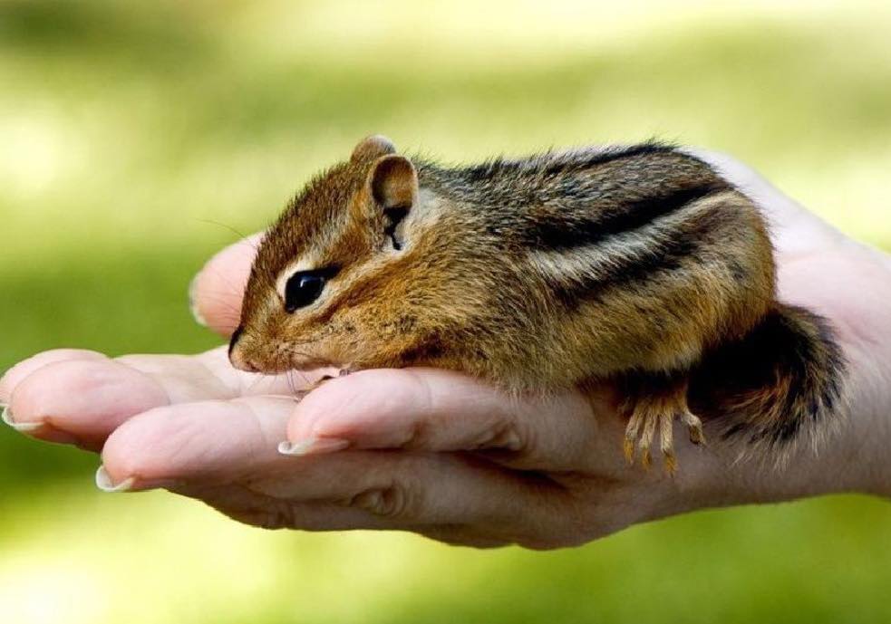 Уход и лечение за бурундуком